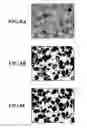 Fig. 07 - Image processing device, image processing method, and recording medium storing computer readable image processing program