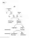 Fig. 02 - Method of detecting an endotoxin using limulus amebocyte lysate substantially free of coagulogen
