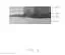 Fig. 06 - Thin film transistor substrate and method for making same