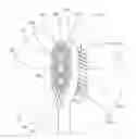 Fig. 01 - Oral care implement