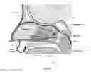 Fig. 13 - Method of performing a sphenopalatine ganglion block procedure
