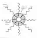 Fig. 01 - IMMUNO-REGULATORY LIPID CONTAINING SPHERICAL NUCLEIC ACIDS