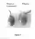 Fig. 04 - NOVEL METHODS