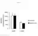 Fig. 06 - COMPOUND USE IN PROMOTING ENERGY EXPENDITURE