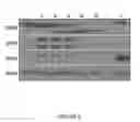 Fig. 07 - Combination treatment protocol