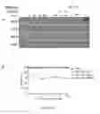 Fig. 09 - Combination treatment protocol