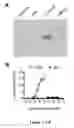 Fig. 09 - Method of Treating Transplant Rejection and Autoimmune Diseases
