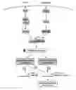 Fig. 01 - Compositions and methods for treating COPD and other inflammatory conditions