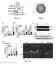 Fig. 05 - Compositions and methods for treating COPD and other inflammatory conditions