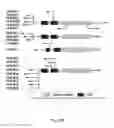 Fig. 10 - Compositions and methods for treating COPD and other inflammatory conditions