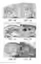 Fig. 02 - ISOLATED POPULATIONS OF RENAL STEM CELLS AND METHODS OF ISOLATING AND USING SAME