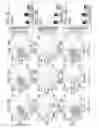 Fig. 08 - ISOLATED POPULATIONS OF RENAL STEM CELLS AND METHODS OF ISOLATING AND USING SAME