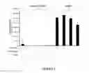 Fig. 03 - Topical Halobacteria extract composition for treating radiation skin tissue damage