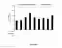 Fig. 04 - Topical Halobacteria extract composition for treating radiation skin tissue damage