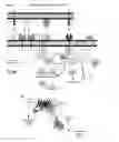 Fig. 02 - Oncolytic adenovirus encoding a B7 protein