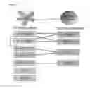 Fig. 03 - Oncolytic adenovirus encoding a B7 protein