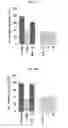 Fig. 07 - Method of treating neurological conditions with extract of species or species