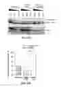 Fig. 06 - RECOMBINANT GLUT1 ADENO-ASSOCIATED VIRAL VECTOR CONSTRUCTS AND RELATED METHODS FOR RESTORING GLUT1 EXPRESSION