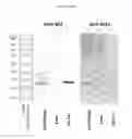 Fig. 65 - Influenza virus vectors and uses therefor