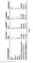 Fig. 09 - PHARMACEUTICAL COMPOSITIONS COMPRISING 0.25 MG DOSE OF SYNTHETIC HUMAN PEPTIDES FOR TREATING SYSTEMIC LUPUS ERYTHEMATOSUS
