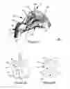Fig. 03 - DELIVERY OF PARTICLES USING HYGROSCOPIC EXCIPIENTS