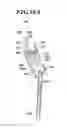Fig. 43 - Headrest fore-aft position adjuster