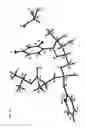 Fig. 14 - NUCLEOSIDE PHOSPHORAMIDATES