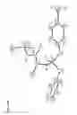 Fig. 22 - NUCLEOSIDE PHOSPHORAMIDATES