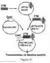 Fig. 09 - METHODS AND COMPOSITIONS TO REDUCE PEANUT-INDUCED ANAPHYLAXIS