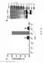 Fig. 09 - Methods and compositions involving protein G variants