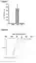 Fig. 09 - Minimally-invasive and activity-dependent control of excitable cells