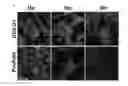 Fig. 01 - INTEGRIN-TARGETING PROTEIN AND METHODS OF USE THEREOF