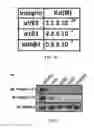 Fig. 05 - INTEGRIN-TARGETING PROTEIN AND METHODS OF USE THEREOF