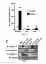 Fig. 06 - INTEGRIN-TARGETING PROTEIN AND METHODS OF USE THEREOF