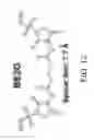 Fig. 09 - INTEGRIN-TARGETING PROTEIN AND METHODS OF USE THEREOF