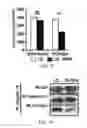 Fig. 16 - INTEGRIN-TARGETING PROTEIN AND METHODS OF USE THEREOF