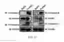 Fig. 22 - INTEGRIN-TARGETING PROTEIN AND METHODS OF USE THEREOF