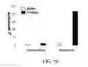Fig. 41 - INTEGRIN-TARGETING PROTEIN AND METHODS OF USE THEREOF