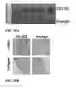Fig. 45 - INTEGRIN-TARGETING PROTEIN AND METHODS OF USE THEREOF