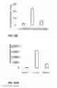 Fig. 46 - INTEGRIN-TARGETING PROTEIN AND METHODS OF USE THEREOF