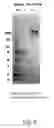 Fig. 07 - CD27 AGONISTS
