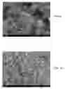 Fig. 06 - Method of co-processing nanocarbons in carbon black, and products therefrom