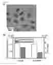 Fig. 09 - Core-shell nanocomposite for metal-enhanced fluorescence