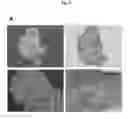 Fig. 07 - CONTRACTILE CELLULAR CONSTRUCT FOR CELL CULTURE