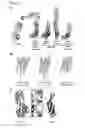 Fig. 10 - Non-neuroinvasive viruses and uses thereof