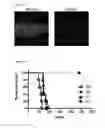 Fig. 15 - Non-neuroinvasive viruses and uses thereof