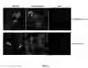 Fig. 06 - PIV5-based amplifying virus-like particles