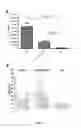 Fig. 08 - PIV5-based amplifying virus-like particles