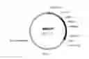 Fig. 16 - UDP-glycosyltransferases