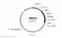 Fig. 17 - UDP-glycosyltransferases